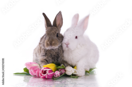 Photo: little rabbit and flowers little rabbit and flowers
