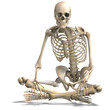 anatomical correct male skeleton. 3D rendering with clipping