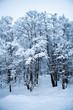Winter trees Winter trees