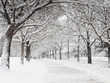 Photo: City after the snow City after the snow