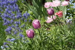 Jardin fleuri Jardin fleuri