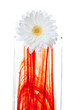 Foto: Blumen Kunst Blumen Kunst