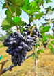 vineyard