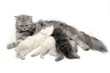 Cat Nursing her Kittens