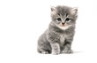 Cute Kitten isolated in white background