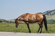 Horse by the Roadside