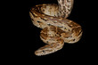 Southern African python Southern African python