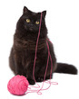 Foto: cat playing with clew isolated cat playing with clew isolated