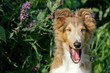 gähnender Sheltie-Welpe