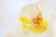 zarte Blüte