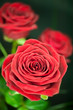 three roses