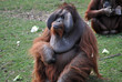 male orangutan in dublin zoo ireland