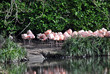 flock of flamingos in dublin zoo ireland