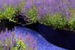Gartenweg; Steppen-Salbei