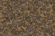 The texture of lizard skin