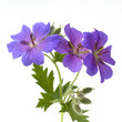 Storchschnabel; Geranium x magnificum