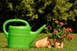Blumen umpflanzen