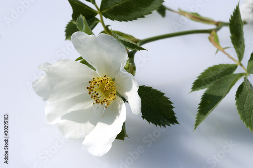 Foto: Weisse Wildrose Weisse Wildrose