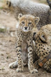 Cheetah family