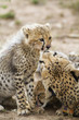 Photo: Cheetah cub is preened by its mother Cheetah cub is preened by its mother
