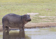 Hippopotamus