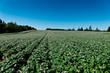Potato field in full flower