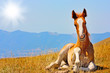 Beautiful red horses taken in Italian mountains - the Apennines