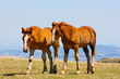Beautiful red horses taken in Italian mountains - the Apennines