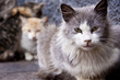 Vagabond cats Vagabond cats