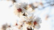 almond blossom