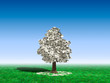 Money Tree Under Blue Sky Money Tree Under Blue Sky