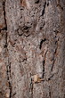 pine tree texture