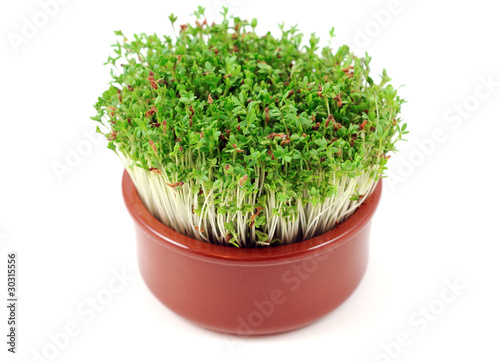 Photo: Cress in ceramic pot Cress in ceramic pot