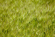 Goat grass on the meadow