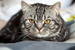 Tabby British Cat