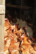 Free range chickens