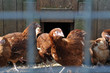 Chickens