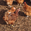 Hens