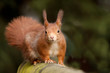 Foto: Eurasian Red Squirrel Eurasian Red Squirrel