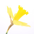 Daffodil on a white background Daffodil on a white background