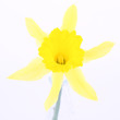 Daffodil on a white background Daffodil on a white background