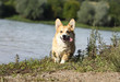 welsh corgi running outside, near the river