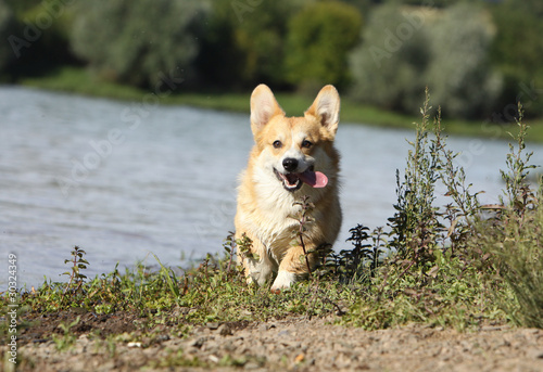 Photo: welsh corgi running outside, near the river welsh corgi running outside, near the river