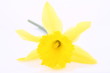 Daffodil on a white background Daffodil on a white background