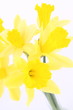 Bunch of daffodils on white background Bunch of daffodils on white background