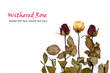 Withered Rose