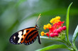 Foto: heliconius xanthocles longwing butterfly heliconius xanthocles longwing butterfly