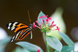 Foto: heliconius xanthocles longwing butterfly heliconius xanthocles longwing butterfly