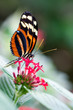 Foto: heliconius xanthocles longwing butterfly heliconius xanthocles longwing butterfly