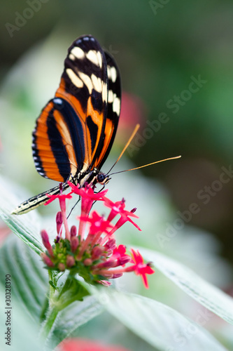 Photo: heliconius xanthocles longwing butterfly heliconius xanthocles longwing butterfly